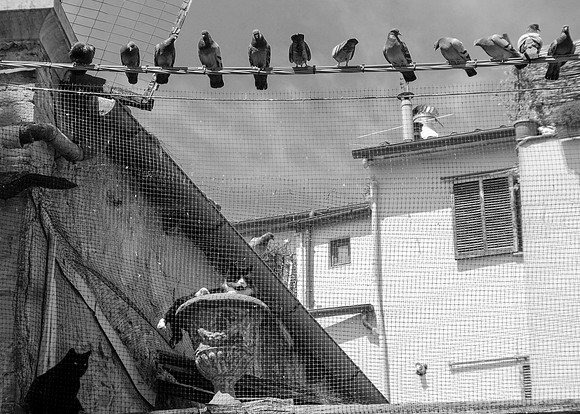 When Pigeons Ruled