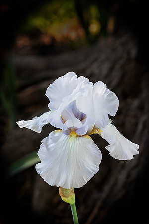 Iris in Bloom