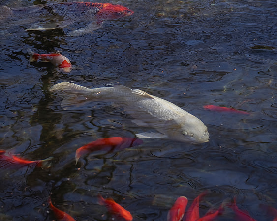 Fish