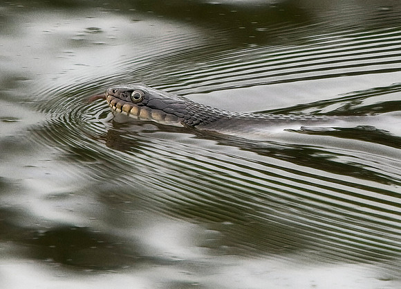 Ripples
