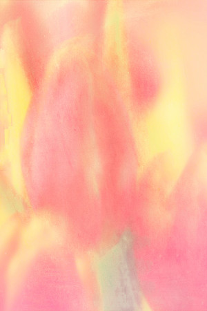 Blushing Tulips