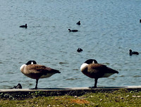 My Ducks in a Row
