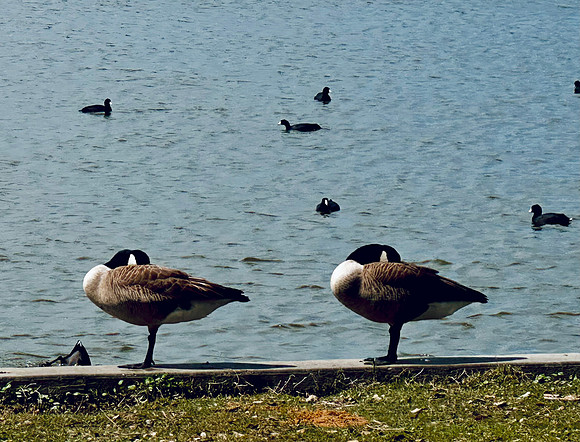 My Ducks in a Row