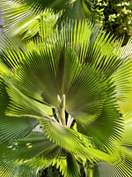300 Jamaican Fern-Judges Choice