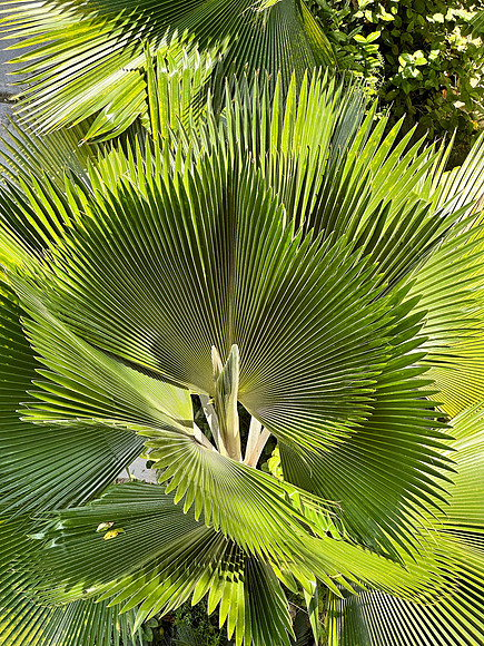 300 Jamaican Fern-Judges Choice