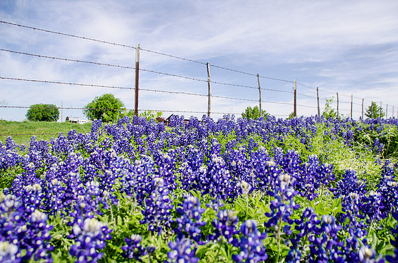 Along a Texas Country Road