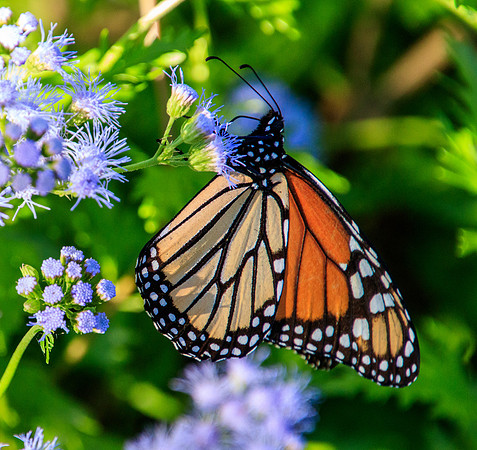 The Monarch