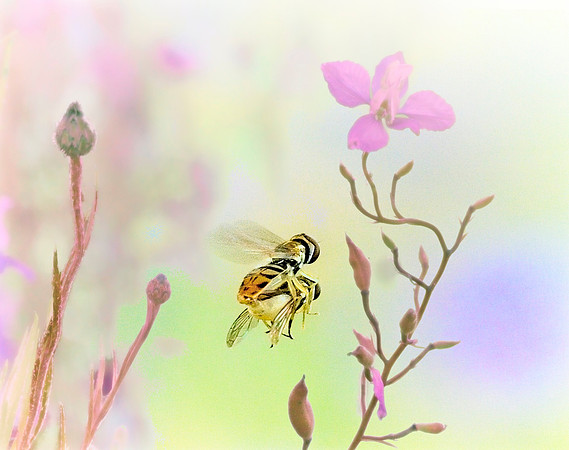 The Nuptial Flight of the Hoverfly