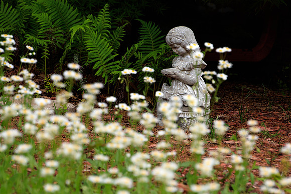 Daises