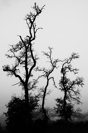 Misty Morning Gathering