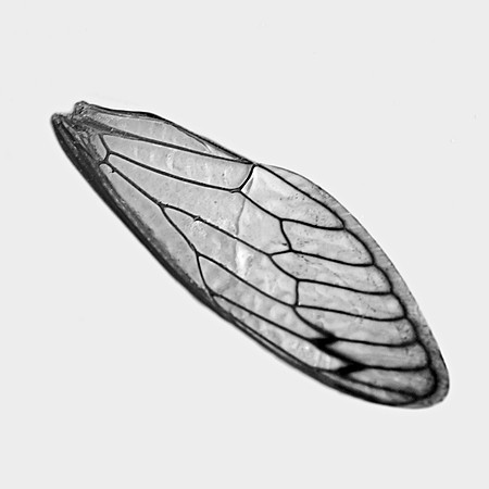 Wing
