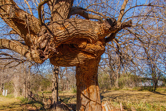 Nature's Whim