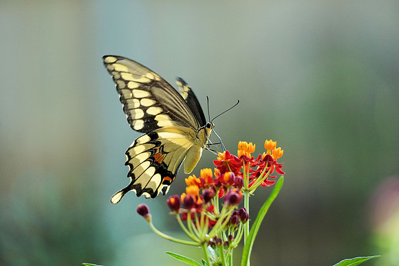 Slurping Swallowtail