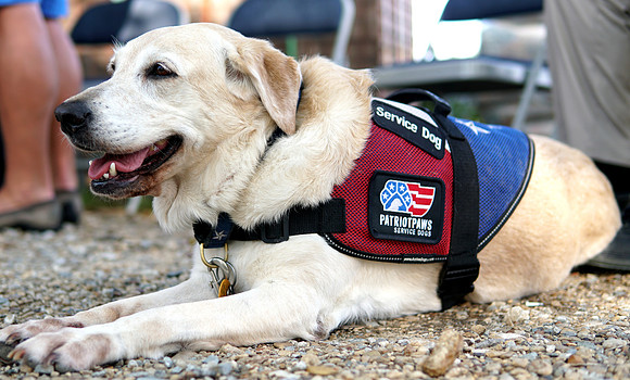 Patriot Paws