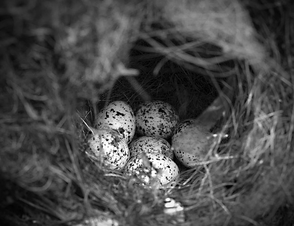 Abandoned Nest
