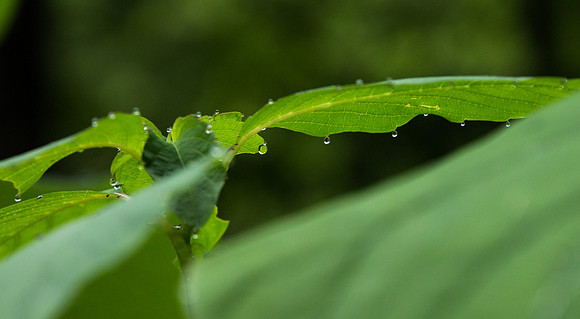Raindrops