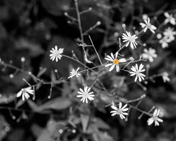 Wildflower