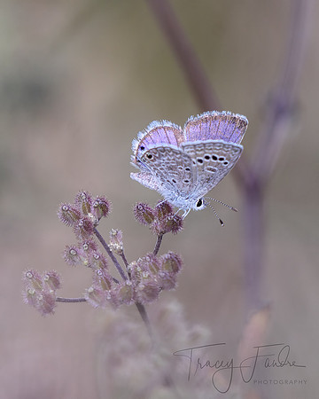 Pretty in Pink