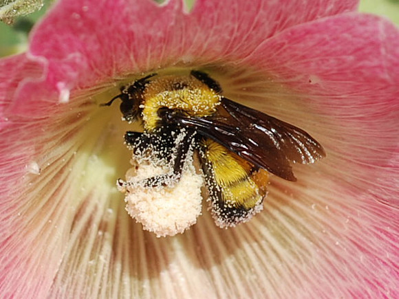 Bumble-Photo by Carolyn Simmons