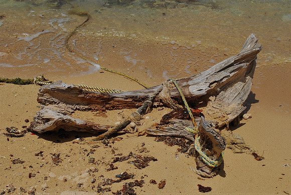Caribbean Driftwood