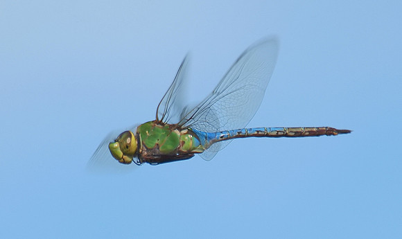 bug, John Bunker Sands Wetland Center