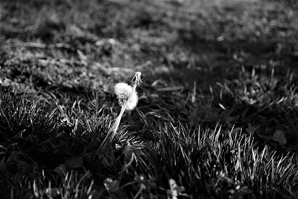Dandelion Love