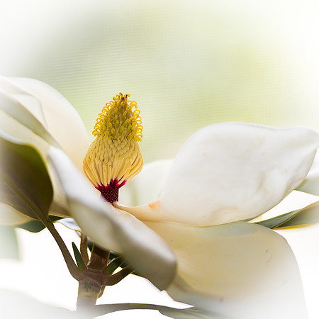 Magnolia Study