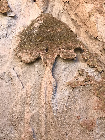 Rock Tree