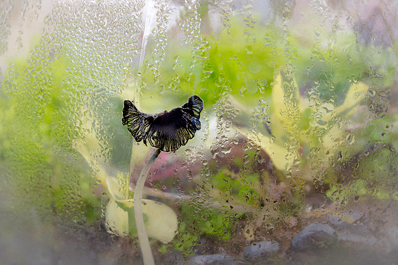 Life Under Glass
