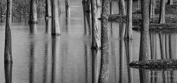 Reflections