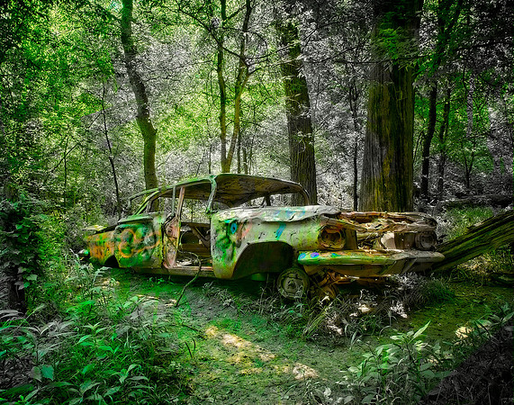 Deep in the Forest