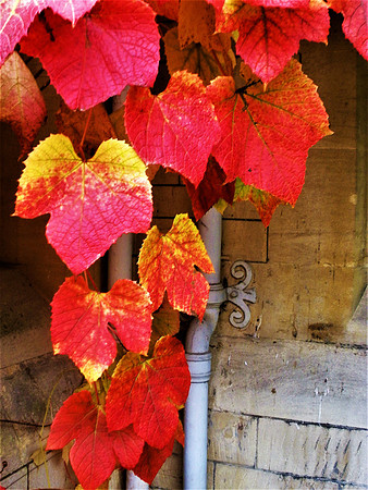Scarlet Entwinement