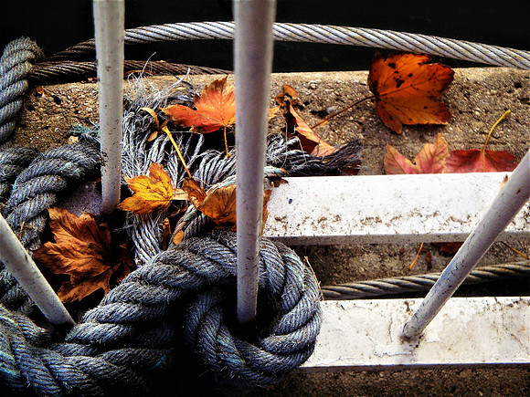 Autumn Falling Along the Seine