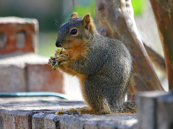 Squirrel, apple, eating, fence