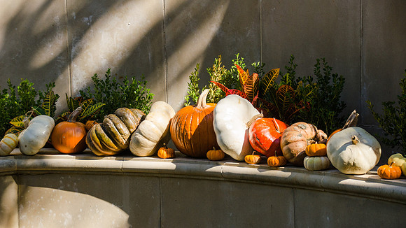 Pumpkins, gourds, Thanksgiving, shadows