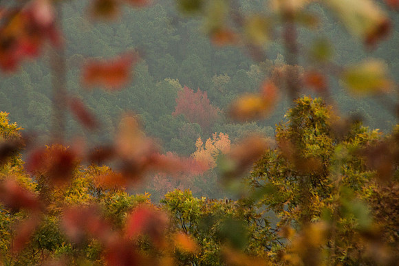 fall, leaves, trees