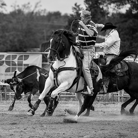 Calf Roping Study #1