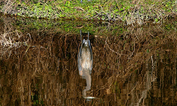 The Reflection