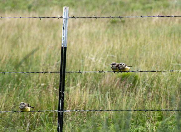 Fledglings