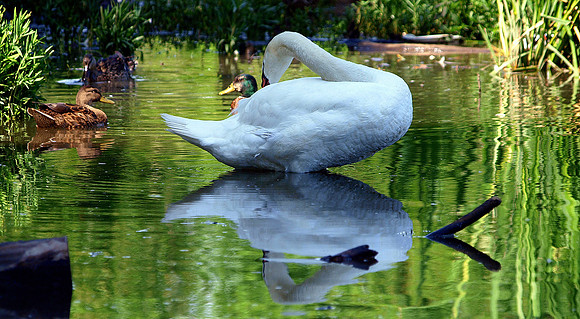 Enchanted Cove, Swan, White Rock Lake, Dallas, Texas