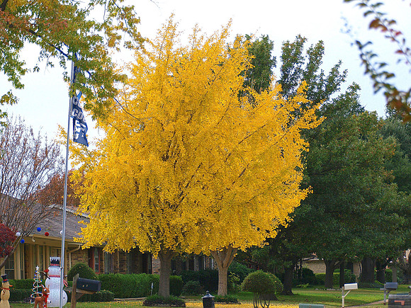 December in Garland