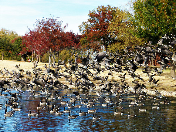 fall, birds, fly, Lubbock, Texas