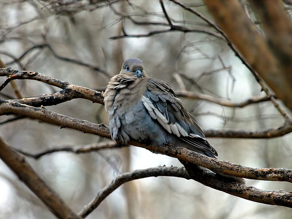 bird, feathers, bare branches
