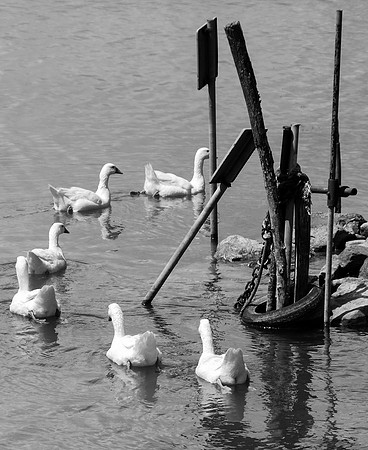 Follow the Leader