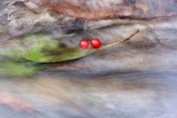 Floating Berries