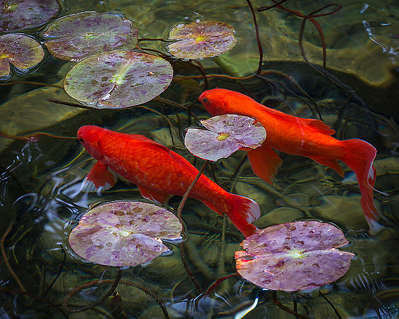 Two Fish
