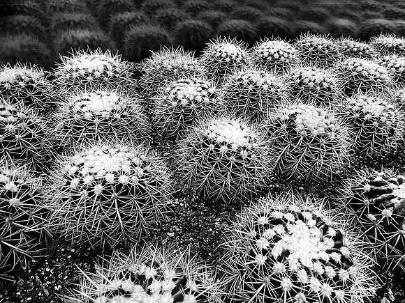 Prickly Patterns