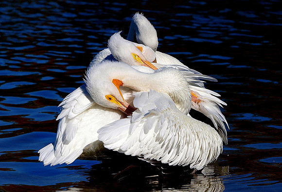 Water Ballet, Sixth Position