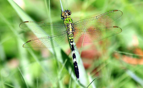 Green on Green