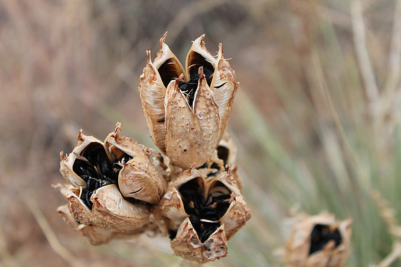 Little Valentines, dried plant